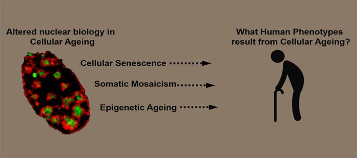 Altered nuclear biology in Cellular Ageing