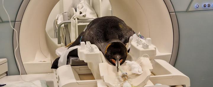 image of penguin lying on its chest in a MRI scanner