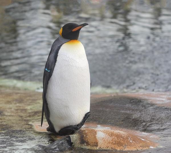 image of a healthy king penguin standing in an enclosure next to water