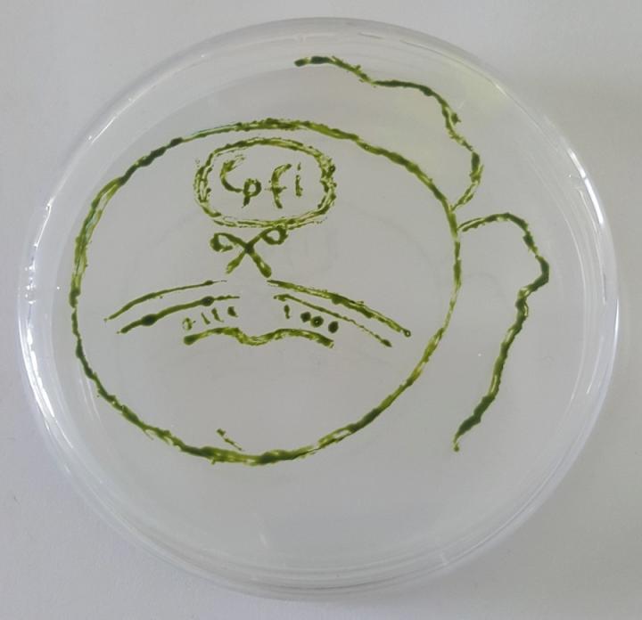 Algae gene-editing using CRISPR