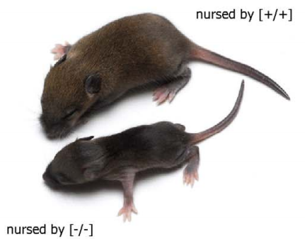 mice alpha-casein