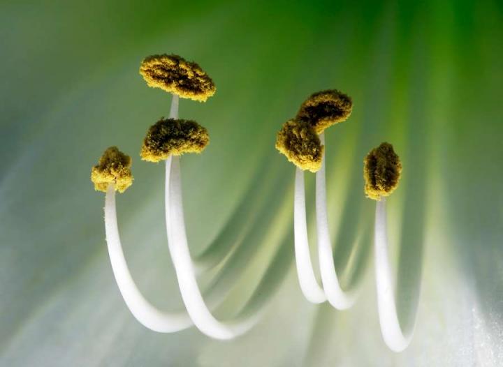 Amaryllis stamens