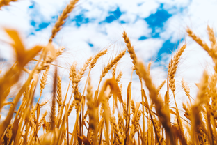 An image of wheat by JESHOOTS.com, licensed by CC0.