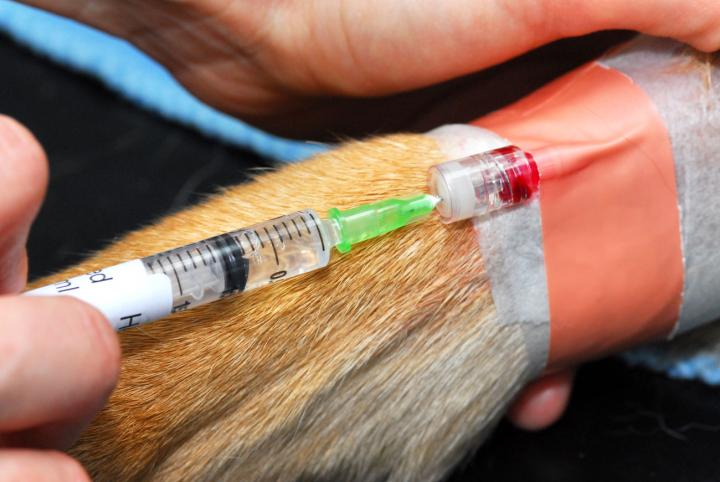 A close-up of a dog being vaccinated