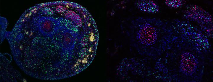 Immunofluorescence staining of a cryostat section across the distal forelimb of a mouse embryo 13.5 days after fertilization. Cell nuclei are stained in blue, cells undergoing DNA replication display green fluorescence (CldU incorporation), and red cells express the cell cycle inhibitor Cdkn1c. Cells at the center of developing bones express high Cdkn1c. Confocal image taken at 10X magnification. 