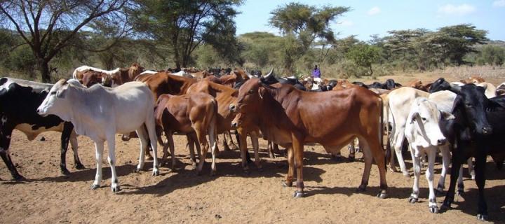 Livestock in Africa