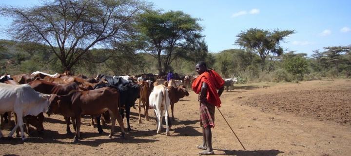 Livestock in Africa