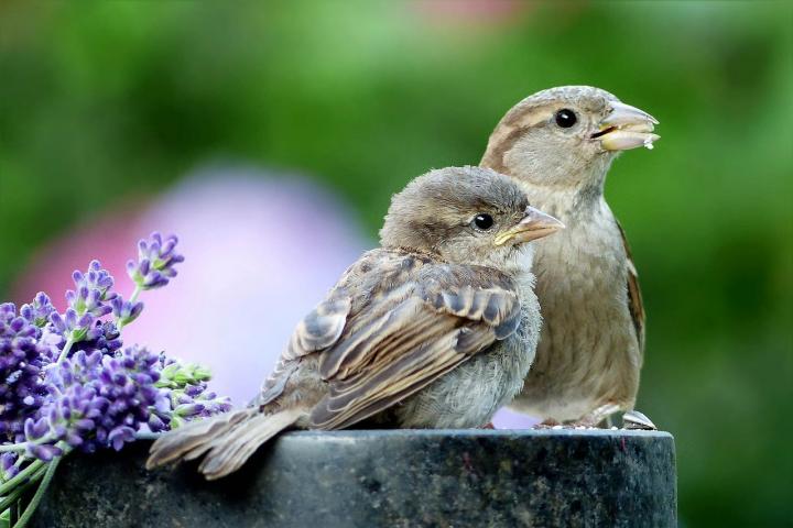 A photograph of two sparrows sitting on a post in a garden. Beside the birds are some blue flowers