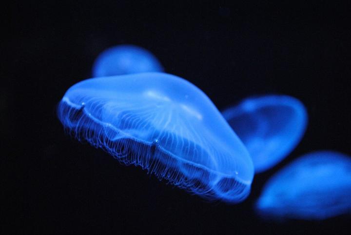 Photograph of a blue jellyfish, in the background there are more blue jellyfish. They are in front of a black background