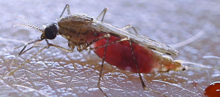 Mosquito after taking a blood meal (Photo from the Reece lab)
