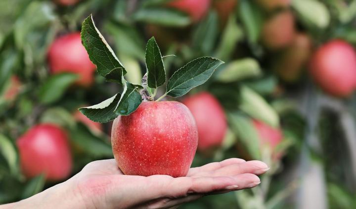 Photograph of a person holding a red apple in the palm of their hand. In the background are more red apples on an apple tree. 