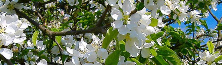 A close up photograph of white apple blossoms on an apple tree. 