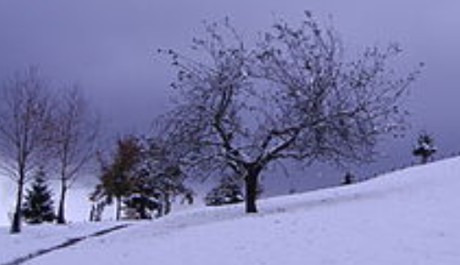 A photograph of an apple tree, there is snow lying on the ground and the the tree is bare. Overhead are dark grey skies.