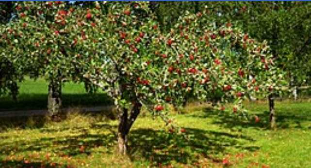Photograph of an apple tree in an orchard. On the tree are lots of bright red apples. 