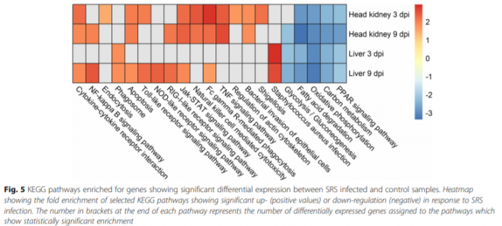 This graphic from BMC Genomics' article based on Carolina's work shows differential expression in infected and control samples.