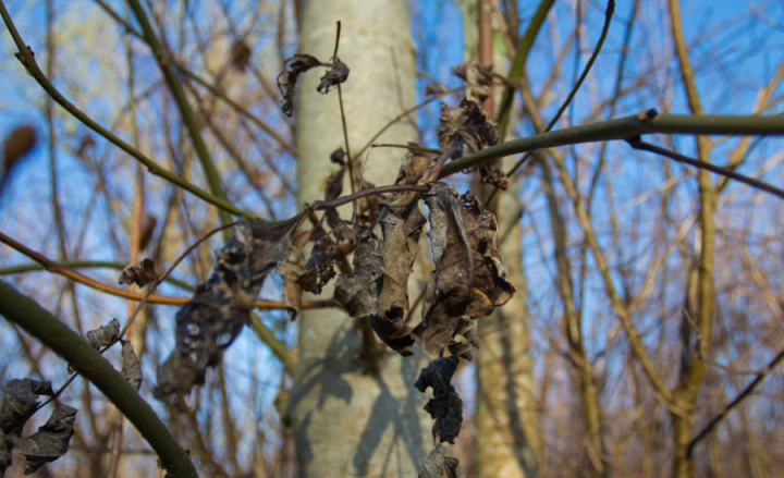 Ash dieback threatens 95% of all European ash trees