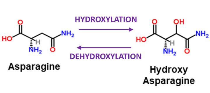 Figure illustrating hydroxylation and dehydroxylation of asparagine
