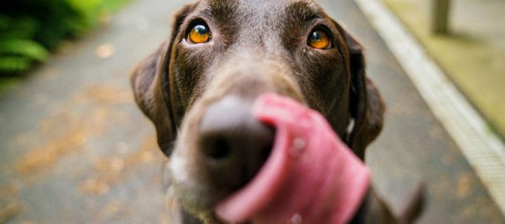 Dog licking it's nose