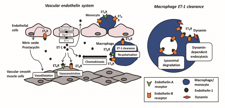 A diagram explaining the vascular endothelial system and macrophage ET-1 clearance