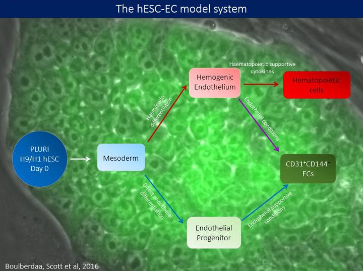 Model of hESC-EC