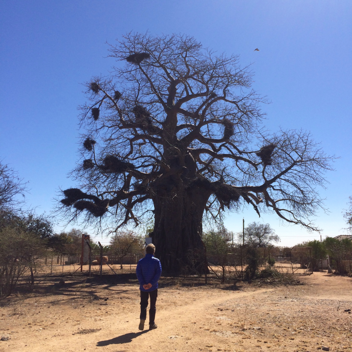 Photograph of a Baobab Tree in Botswana. In the foreground are other small trees and bushes. 