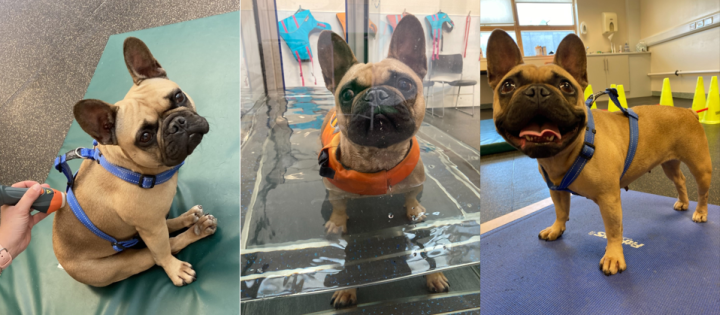 three images of french bulldog in physiotherapy sessions