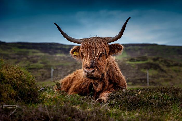 Picture of a highland cow in a field.