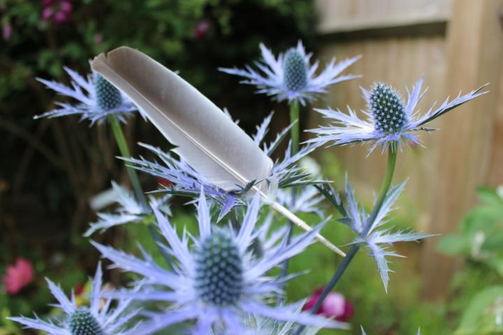 Photograph of sea holly and a grey feather that has landed on the sea holly.
