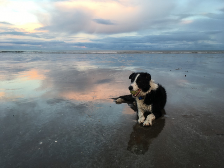 Photograph of Ben the Border collie lying on the sand at the beach. In the distance is the white spray of the waves as they meet the sand and overhead there is sunshine reflecting onto the wet sand. 
