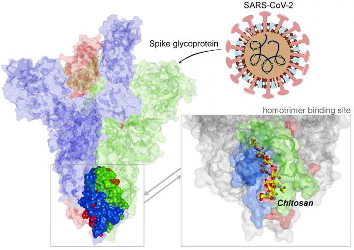 Structural view of SARS-CoV-2 spike protein and location of the Chitosan drug in the identified binding site.