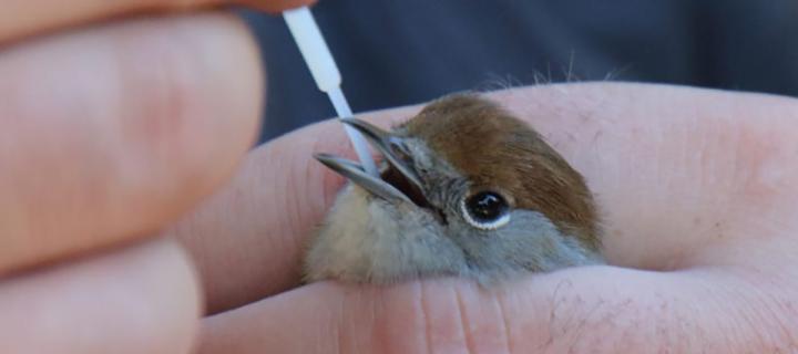 Bird being tested for West Nile Virus