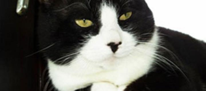 Scientists have discovered how the distinctive piebald patches seen in black and white cats and some horses are formed in the wo