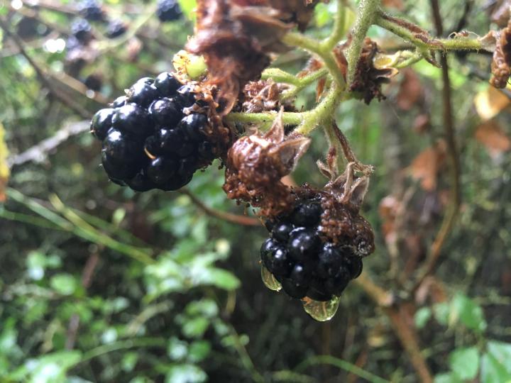 A close up photograph of Blackberries in the garden. In the centre are two ripe blackberries surrounded by green folliage. 