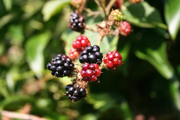 some wild blackberries growing 