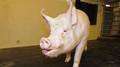 A photograph of a pig
