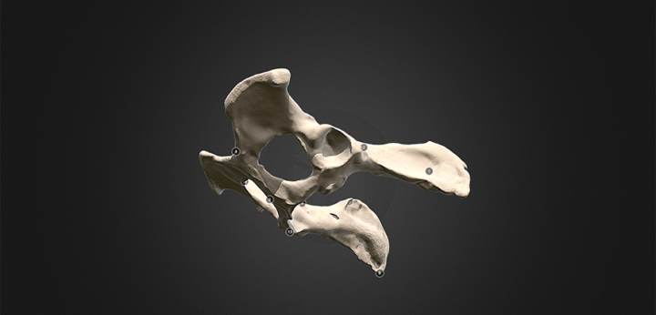 A 3D pelvis in the Vet School's digital bone library