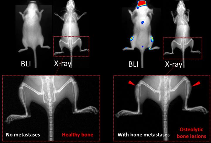 optical image of mouse with bone cancer metastases