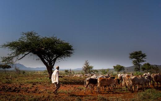 Boran cattle and herdsman, Ethiopia. Photo: C. Hanotte (ILRI)