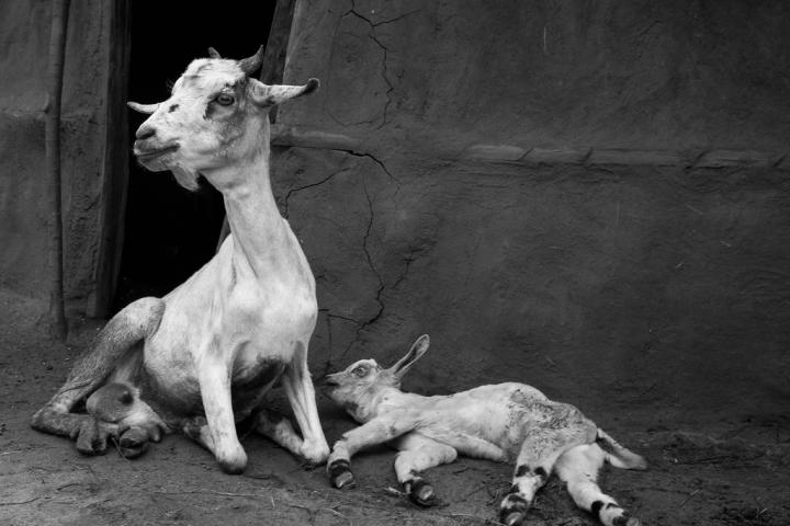 Borana mother goat and kid