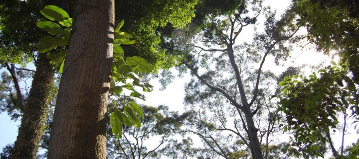 Trees in Borneo jungle