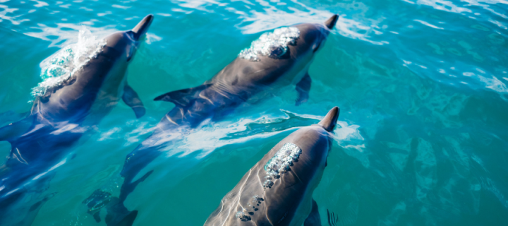 Three bottlenose dolphins swimming in ocean