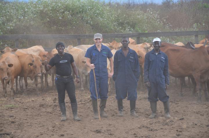 Brieuc Cossic, third from left, stands in a cattle pen with three colleagues