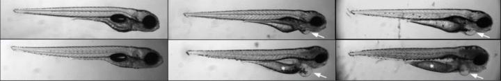 Image of Zebrafish treated with puromycin
