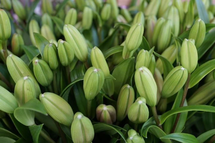 Photograph of green Lilly buds waiting to bloom