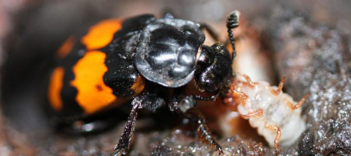 Burying Beetle Larvae Begging