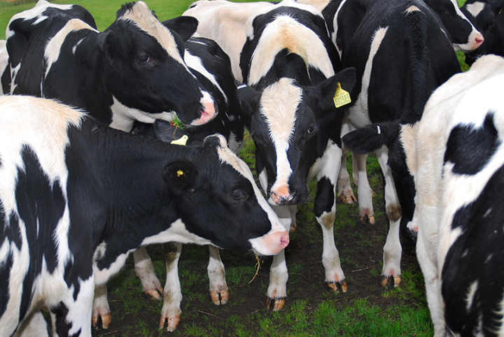Photograph of calves grazing at Roslin