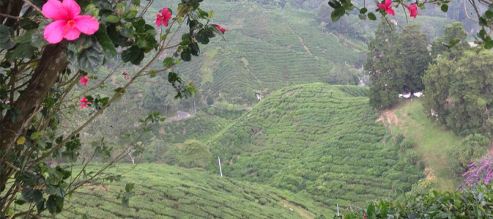 A tea plantation