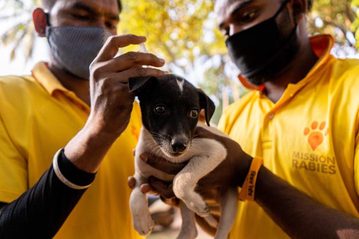 One man with a face covering holds a puppy while another man also in a face covering vaccinates a super cute puppy
