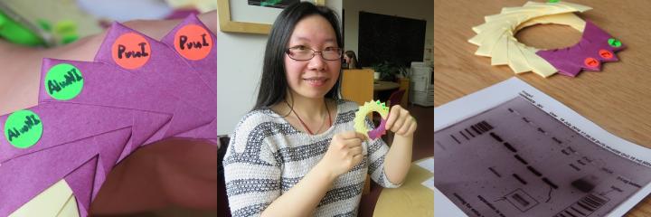 Cass Li and origami plasmids