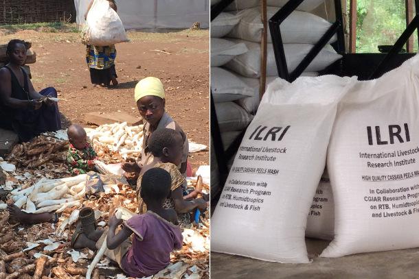 People peeling cassava and bags of cassava peel mash for chickens.